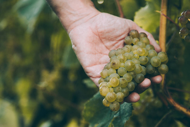 Hand of winemaker holding a bunch of white grape for basque txakoli wine in the vineyard - Foto, Imagen