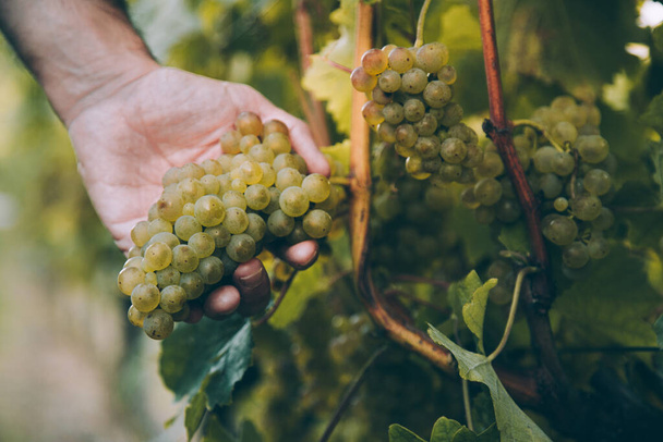 Hand of winemaker holding a bunch of white grape for basque txakoli wine in the vineyard - Foto, Imagen
