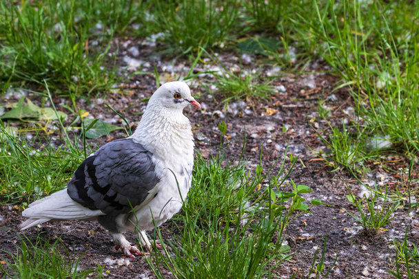 Великолепный белый голубь. Красота белых голубей в парке. Городские птицы. - Фото, изображение