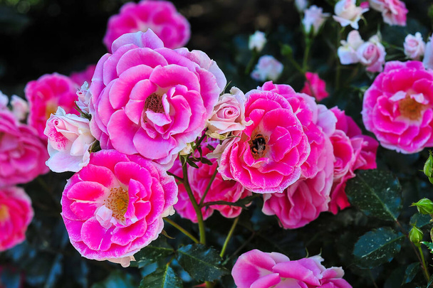Темно-рожеві троянди цвітуть в ботанічному саду. троянд
 - Фото, зображення
