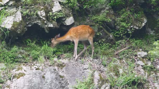 Ciervo sika, ciervo japonés, ciervo manchado alimentándose de hierba verde en acantilado de montaña - Metraje, vídeo