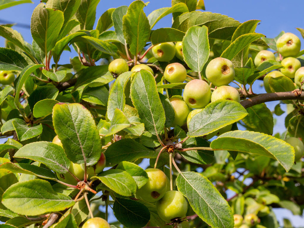 Small decorative green apples on branch in summer garden. Selective focus - Photo, Image