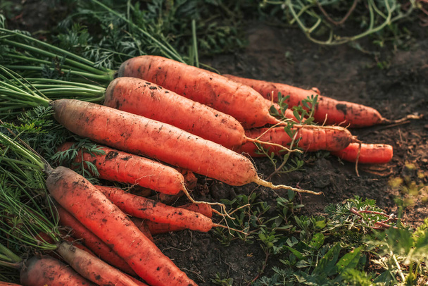 A bunch of carrots with tops on the ground. Harvesting carrots. - Foto, afbeelding
