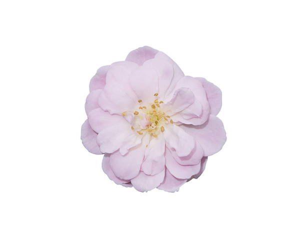 Закройте розовый цветок розы Дамаск изоляцией на белом фоне с обрезанием пути. (Rosa damascena) - Фото, изображение