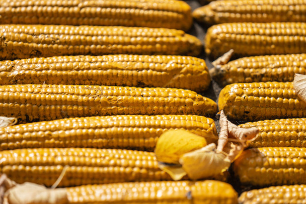 Háttér létrehozott mesterséges kukorica cobs. Az őszi szüret fogalma - Fotó, kép