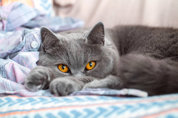 Yumuşak bir battaniyeye uzanmış tüylü gri bir kedi bize bakıyor. Güzel genç kedi uyuyor. - Fotoğraf, Görsel