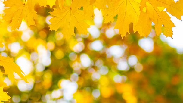 Maple leaves on a blurred background. Autumn background with yellow maple leaves - Photo, image
