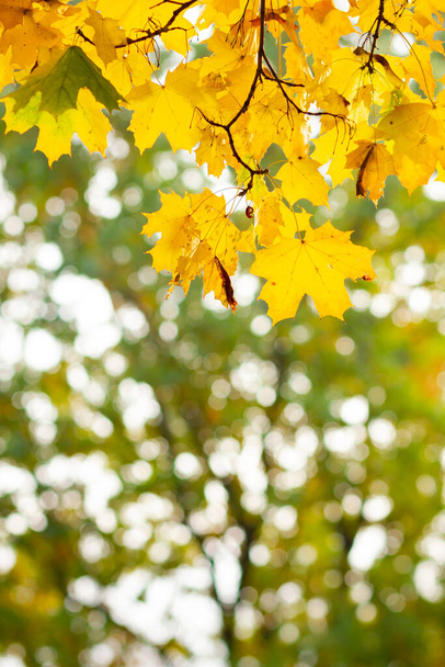 Klonowe liście na niewyraźnym tle. Jesienne tło z żółtymi liśćmi klonu - Zdjęcie, obraz