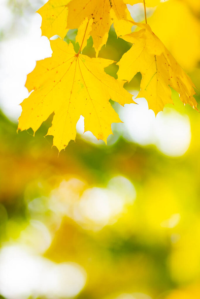 Maple leaves on a blurred background. Autumn background with yellow maple leaves - Photo, Image