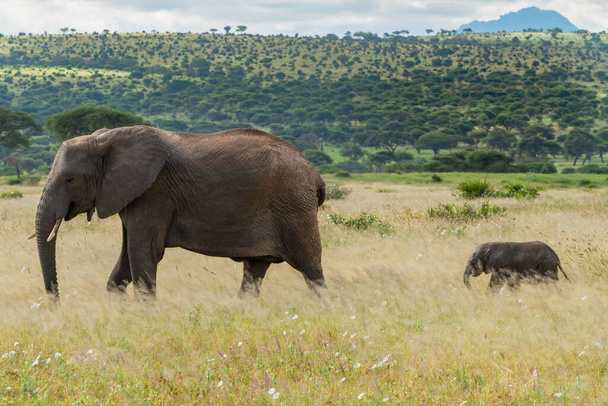 Eléphant d'Afrique, Scène animalière dans l'habitat naturel - Photo, image