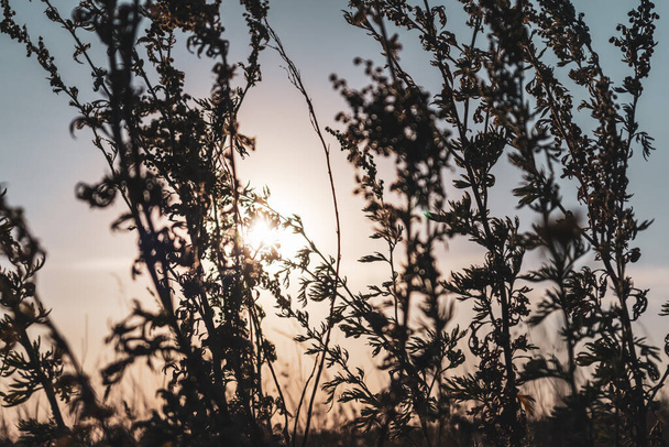 Artemisia tridentata, mugwort, šalvěj divoká tráva silueta na pozadí zapadajícího slunce. Letní prérie zblízka s jasným sluncem na teplé obloze - Fotografie, Obrázek