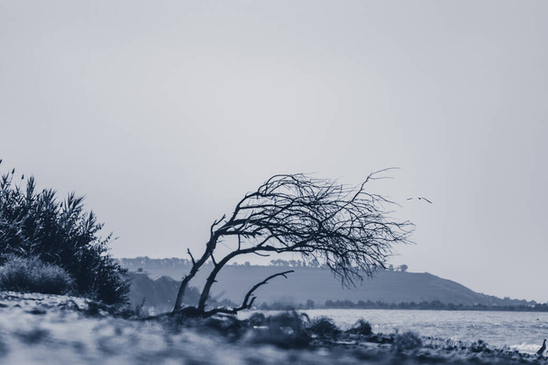 Сухой силуэт черного дерева, склоняющийся от ветра на берегу моря на краю белого песчаного пляжа в синих тонах. Бесцветная сцена - Фото, изображение