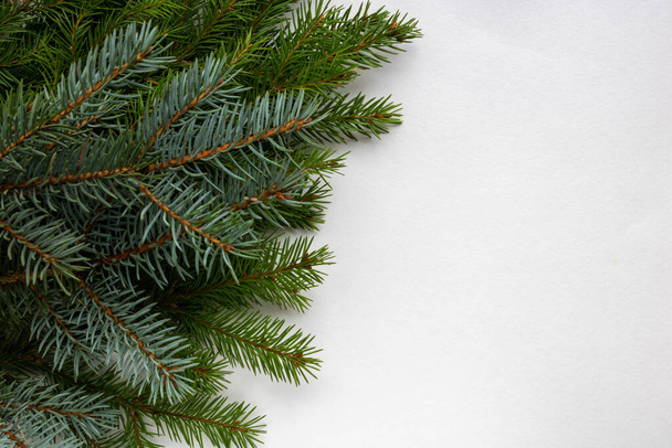 Zelené a modré smrkové větve leží na bílém pozadí. Prostor pro text. Novoroční koncept Vánoc. - Fotografie, Obrázek