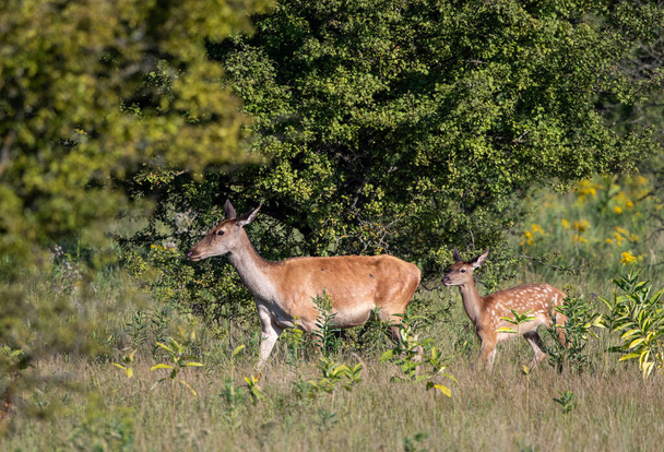 Hind (ciervo rojo hembra) y cervatillo caminando en el prado frente al bosque. Vida silvestre en hábitat natural - Foto, imagen