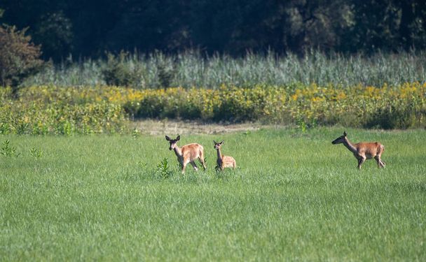 Hind (female red deer) and fawn walking on meadow in front of forest. Wildlife in natural habitat - Photo, Image