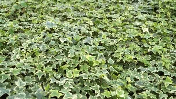 Common ivy leaves ,Hedera helix - Footage, Video