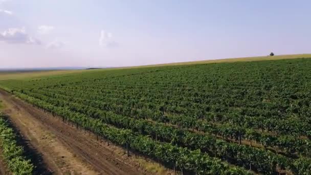 Viña verde en verano - gran plantación con hileras de vides vitivinícolas cultivadas para la vinificación. - Imágenes, Vídeo