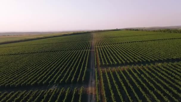 Вид с воздуха на сельскохозяйственное поле. Сельская жизнь. Деревенский пейзаж - Кадры, видео