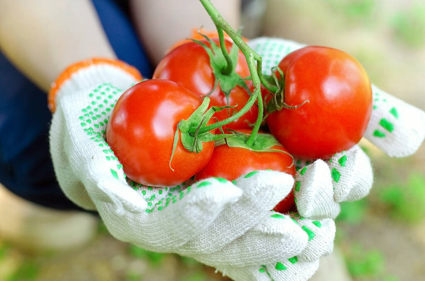Red ripe tomatoes on a twig in the hands of a gardener, summer resident. Garden. Hands in gloves. Harvest your garden. Planting and picking vegetables. Home-made vegetables. - Foto, Imagem