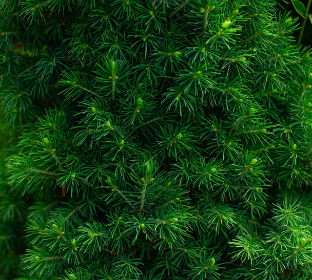 Macro shot of fresh green canadian conic spruce, floral nature background - Фото, зображення