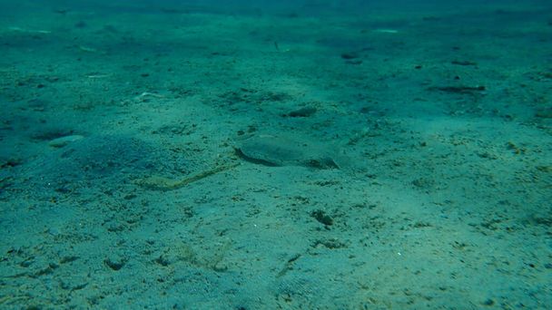Széles szemű lepényhal (Bothus podas) a tenger alatt, Égei-tenger, Görögország, Halkidiki - Fotó, kép