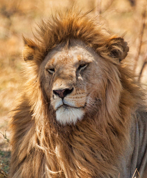 wilde leeuwen in Afrika - Foto, afbeelding