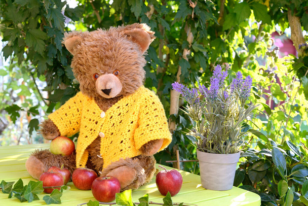 A teddy bear wearing a yellow woolen cardigan in sitting on a green table with red apples. Vegetation in the background. - Zdjęcie, obraz