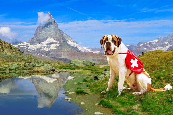 St. Bernard Dog w Szwajcarii - Zdjęcie, obraz