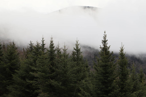 Nagy Füstös Hegyek, Rolling Hills és Zöld Fák - Fotó, kép