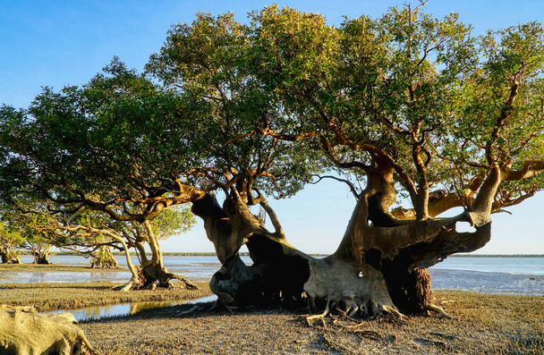 Великі мангрові ліси, вирощені в морі на мисі Кернаунґ. - Фото, зображення