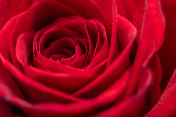 beautiful rose macro close-up in natural light - Photo, Image