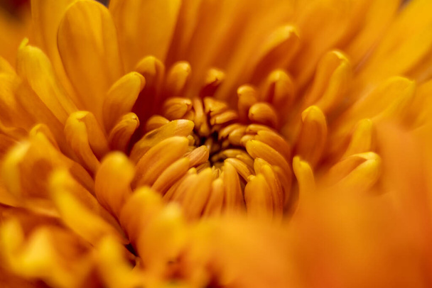 macro de color naranja otoño de flor de crisantemo - Foto, Imagen