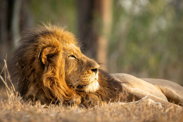 Horizontální portrét lva samčího ležícího v suché trávě při západu slunce v Kruger Parku v Jižní Africe - Fotografie, Obrázek
