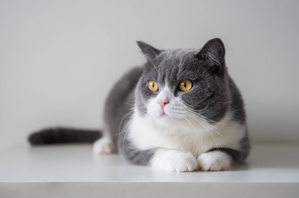 British Shorthair lying on the table - Foto, afbeelding