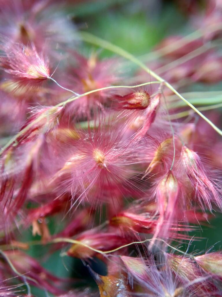 Квіти Imperata Cylindrica (також називають когоновою травою або кунайською травою) з природною травою. Індонезія називає це іляланг або аланг.. - Фото, зображення