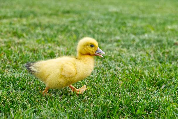 Small newborn ducklings walking on backyard on green grass. Yellow cute duckling running on meadow field on sunny day - Photo, Image