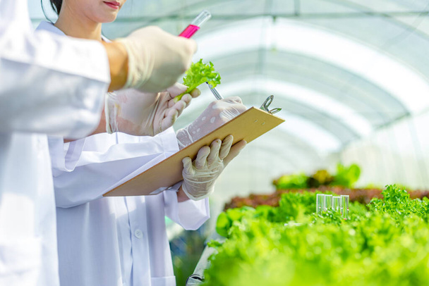 Scientists test the solution, Chemical inspection, Check freshness  at organic, hydroponic farm. - Фото, изображение