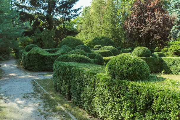 Lockig grüne, beschnittene Buchsbaumbüsche im Park - Foto, Bild