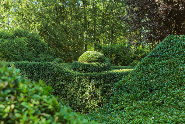 Curly green trimmed boxwood bushes in the park - Photo, Image
