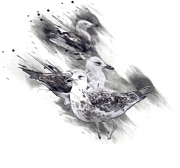 Gli uccelli marini bianchi dell'Atlantico volano verso il cielo. Gabbiano della spiaggia. Uccelli marini, gabbiano cartone animato arte illustrazione - Foto, immagini