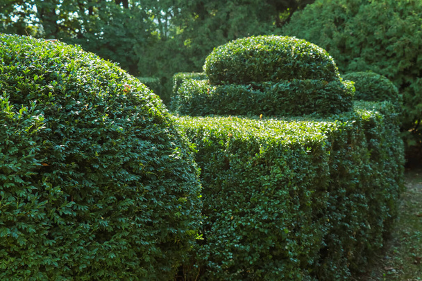 Кудрявые зеленые кусты из дерева в парке - Фото, изображение