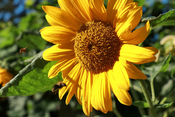 Bienen fliegen einer gelben Sonnenblume an den Kopf - Foto, Bild