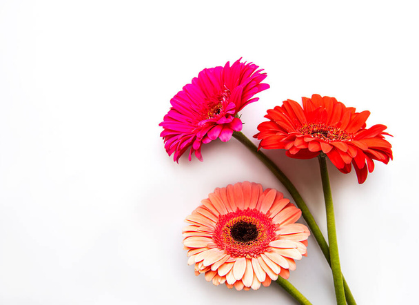Bright gerbera flowers on a white   background. Frame of flowers, top view - Foto, Imagem