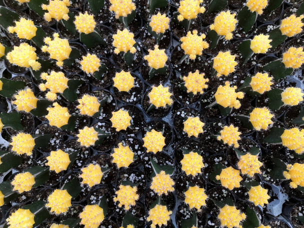 背景にサボテン。花のポット、黄色のサボテンのムーンサボテン(Gymnocalyカルシウムmihanovichii). - 写真・画像