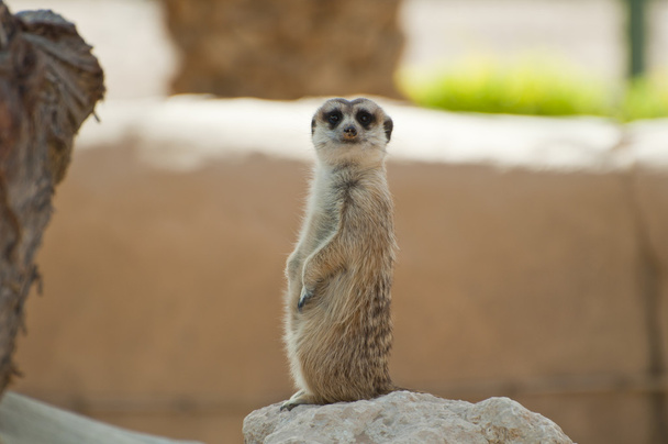 An adorable little meerkat out in a desert - Photo, Image