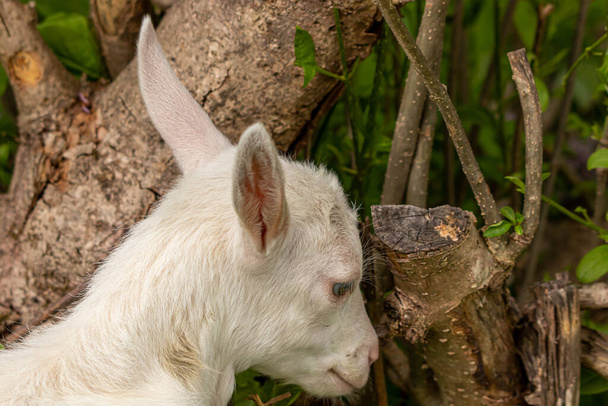 Baby white domestic goat, close up - Photo, Image