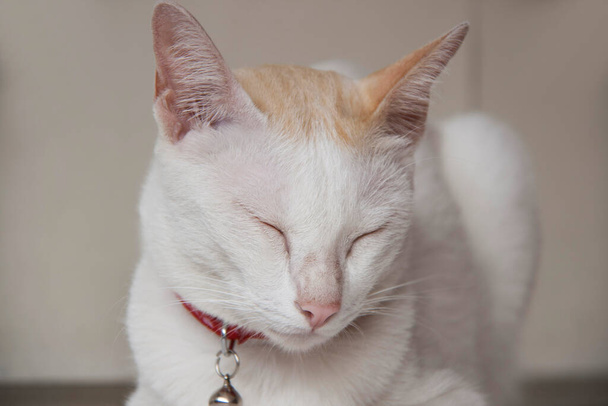 Biały kot i pomarańczowy kolor na głowie leżąc i zamknąć oczy na białym stole. Kot jest małym udomowionym mięsożernym ssakiem z miękkim futrem, krótkim pyskiem i chrupiącymi pazurami. Jest powszechnie trzymane jako zwierzę domowe lub do połowu myszy. - Zdjęcie, obraz