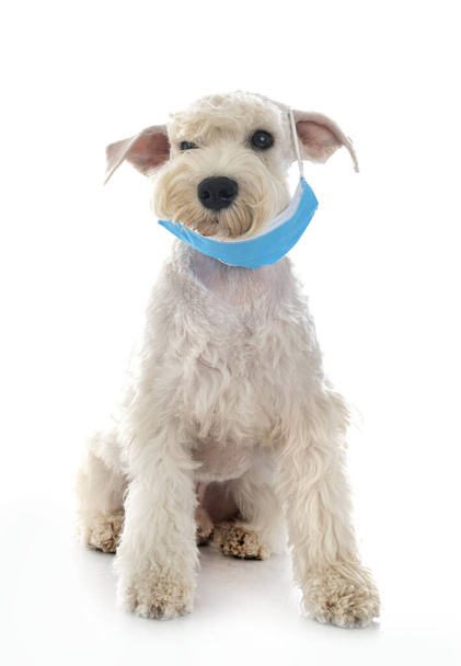 miniature schnauzer and mask in front of white background - Foto, immagini