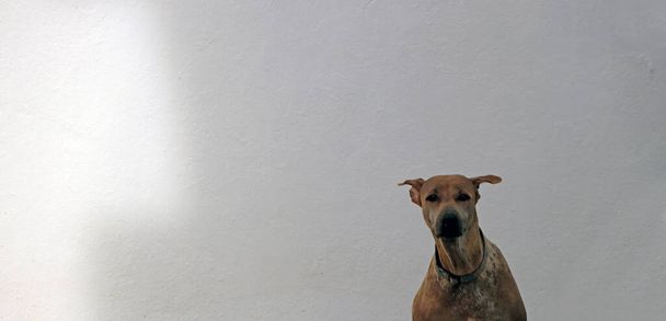 Коричневий собака сидить у Безстрашному біля білої панорамної стіни. Це одомашнений м'ясоїдний ссавець, який зазвичай має довгу морду, він широко використовується як домашня тварина.. - Фото, зображення