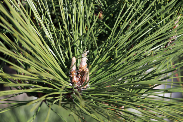 Closeup of the pinus thunbergii leaves. Japanese black pine leaf in green color. - Photo, Image